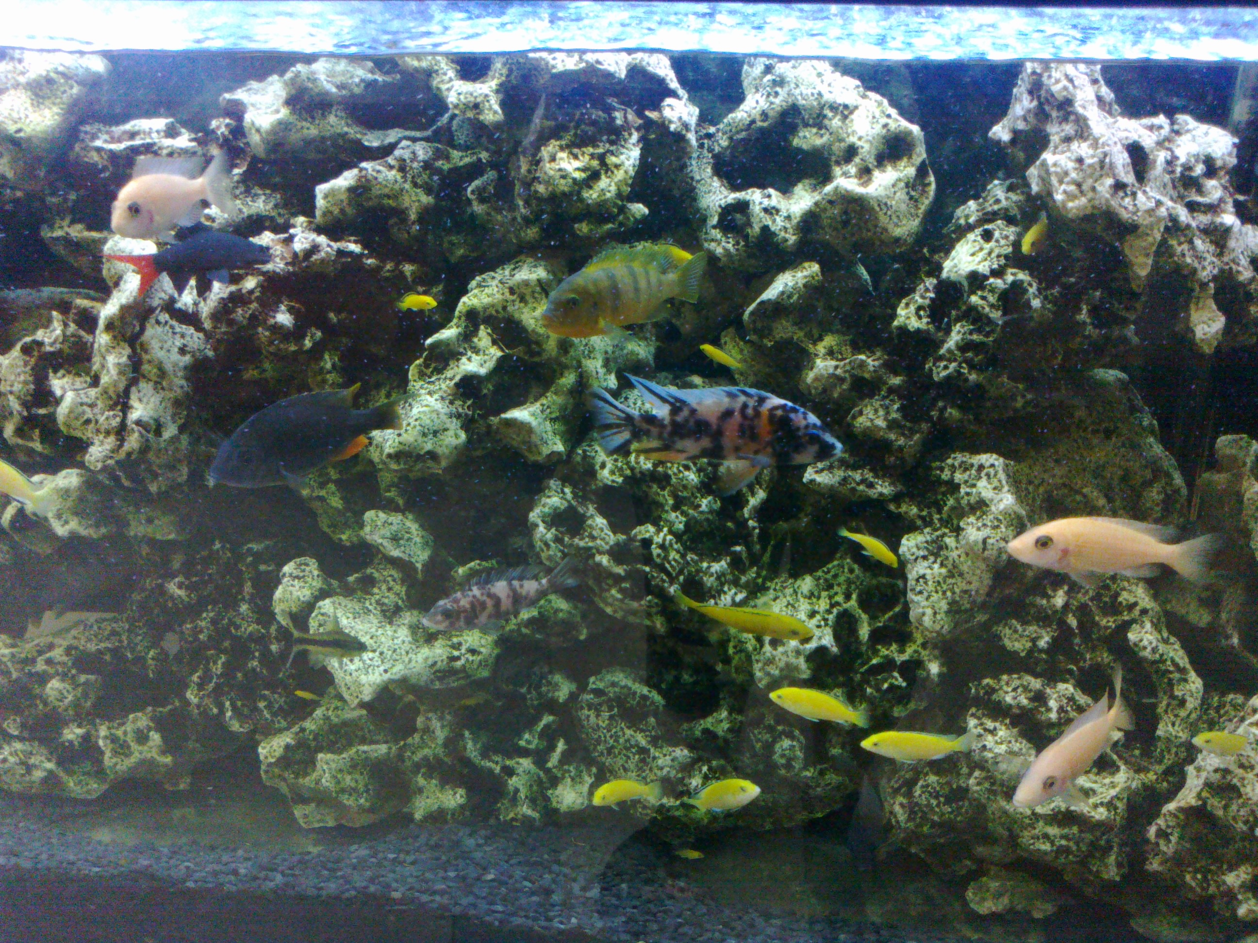 Akvariumas