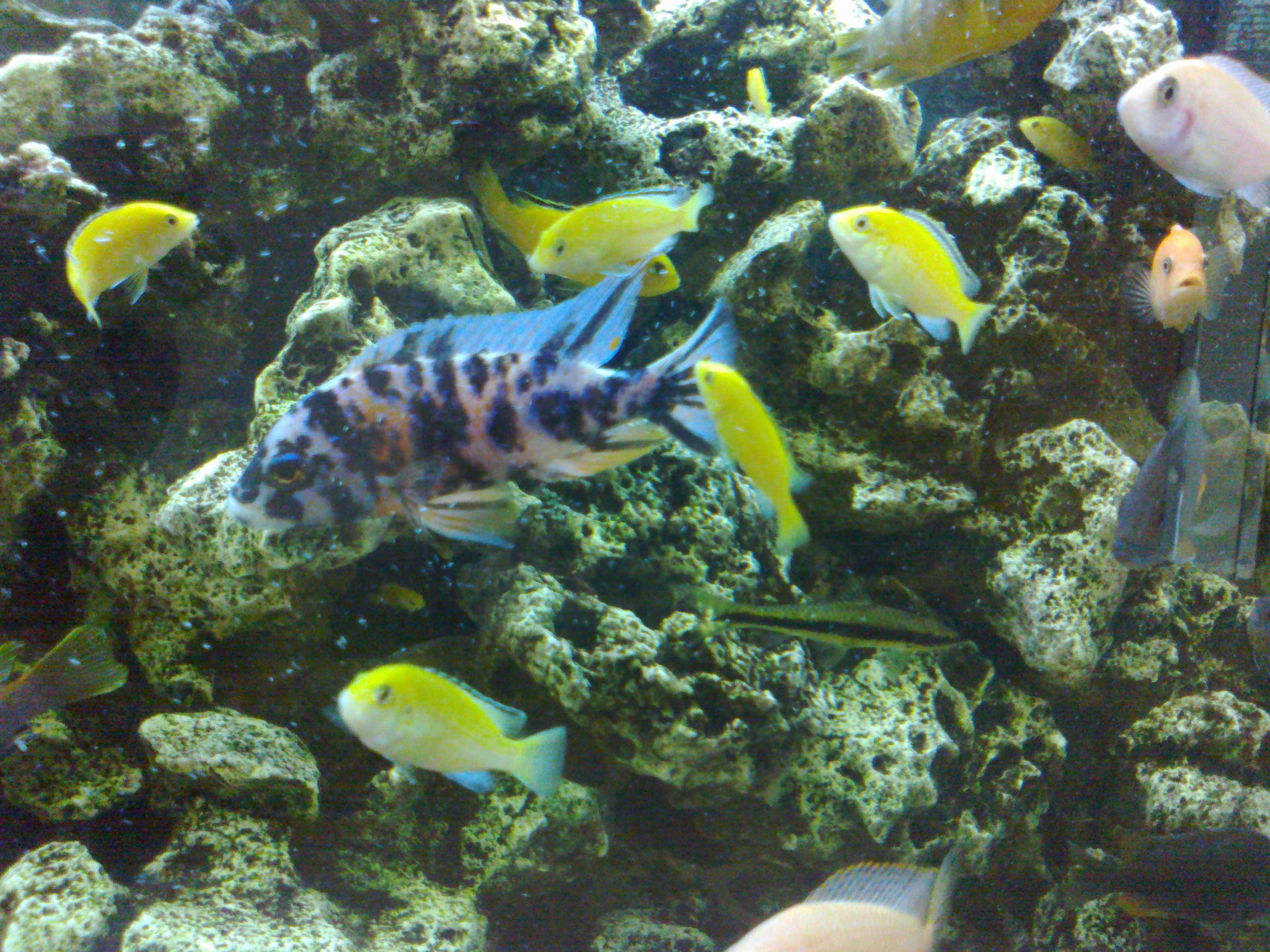 Akvariumas