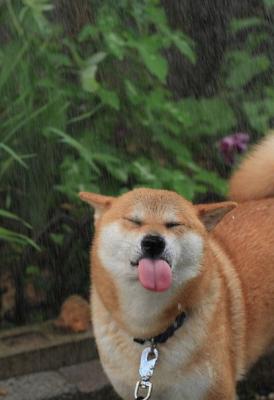 Beeee!