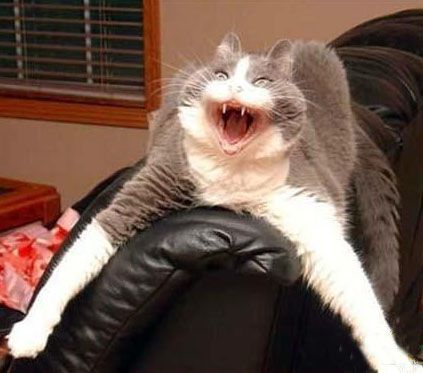 Miaaaauuuuu!