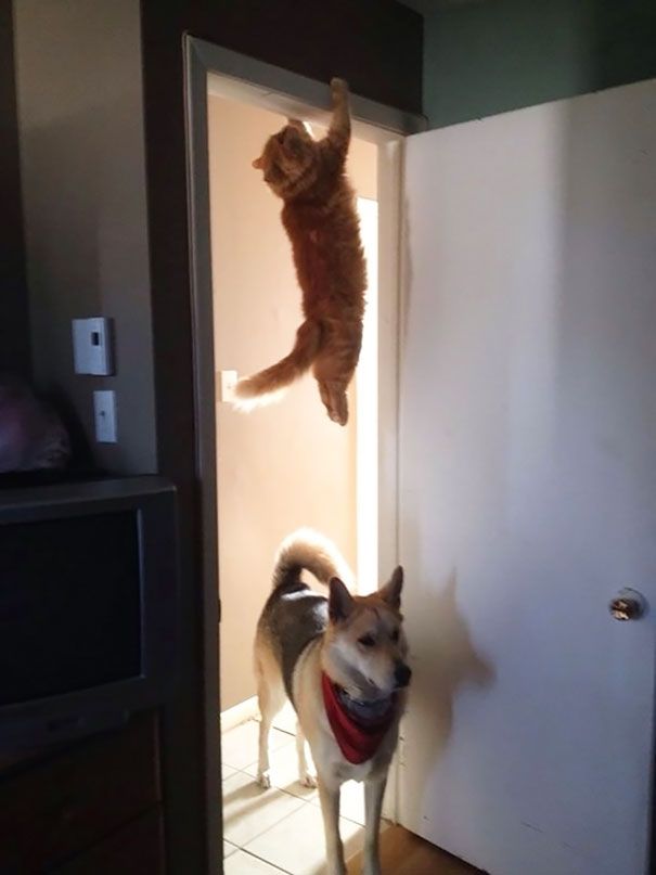 Pasislepes katinas