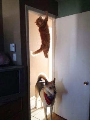 Pasislepes katinas