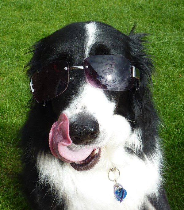 Cool Dog