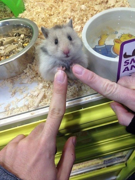 Duok penkis!