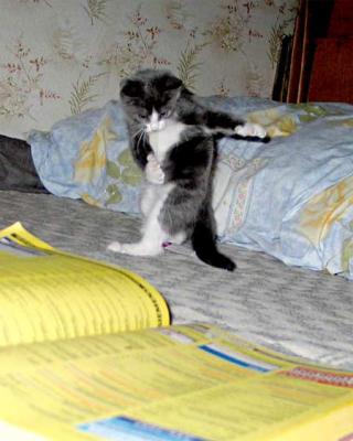 87.jpg