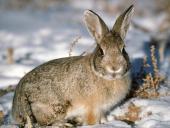 1600bunny025_t1.jpg