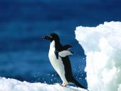 1600penguin017_t1.jpg