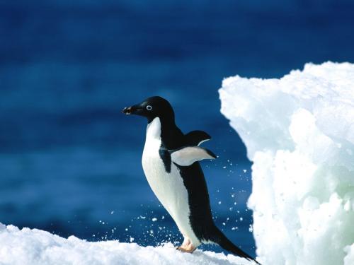 Pingvinas