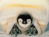 1600penguin029_t1.jpg