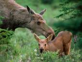 animallove006_t1.jpg