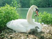 animallove008_t1.jpg