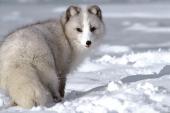 animals_1001_t1.jpg