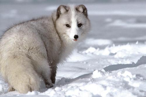 animals_1001.jpg