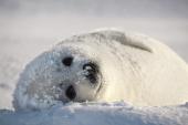 animals_1005_t1.jpg