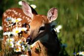 animals_1009_t1.jpg