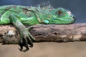 animals_1011_t1.jpg