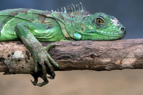 animals_1011.jpg
