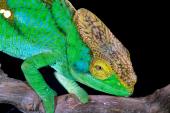 animals_1012_t1.jpg