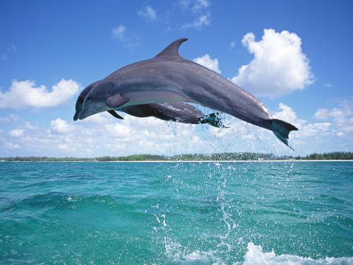 Delfinai