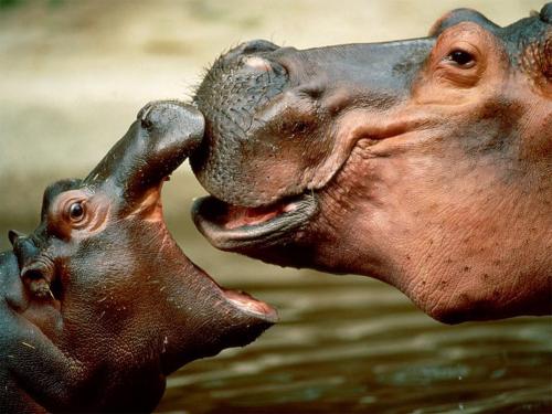 hippo002.jpg