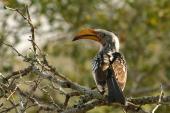 hornbill_zazu_chitwa_south_africa_luca_galuzzi_2004_t1.jpg