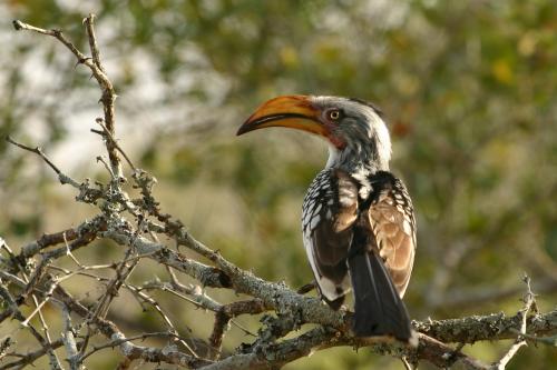 hornbill_zazu_chitwa_south_africa_luca_galuzzi_2004.jpg