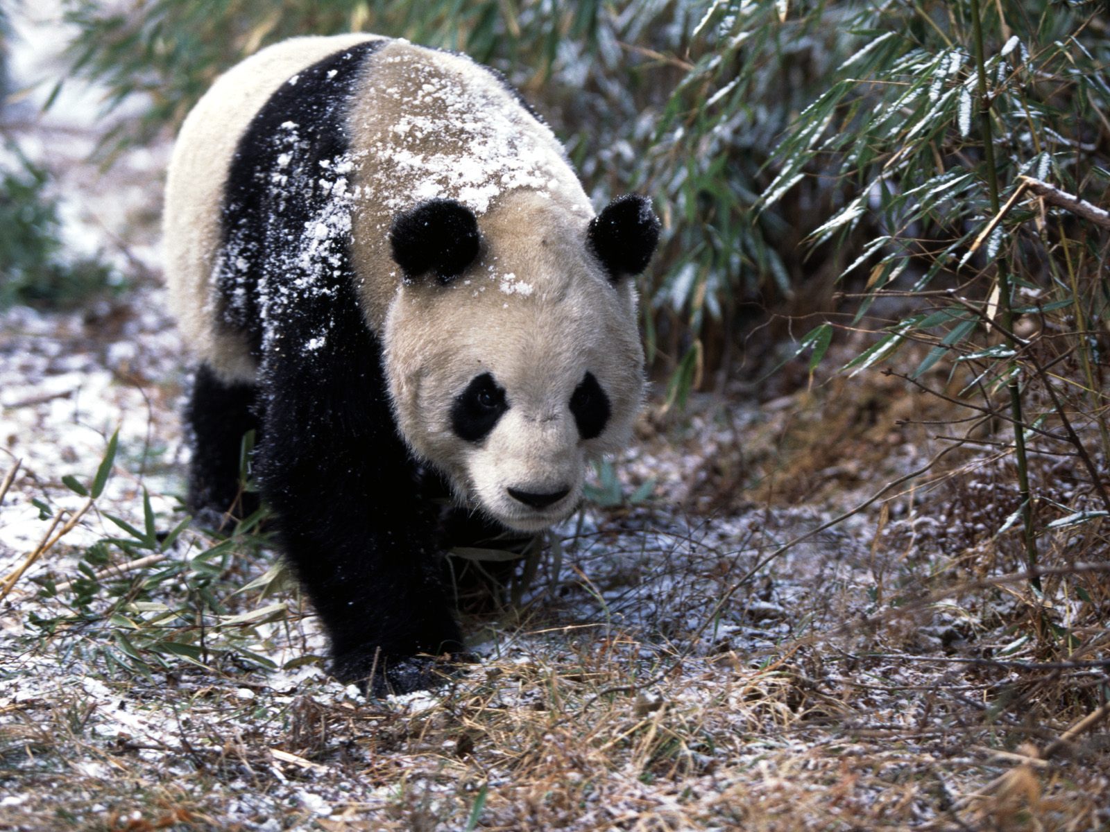 Panda