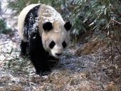 panda006_t1.jpg