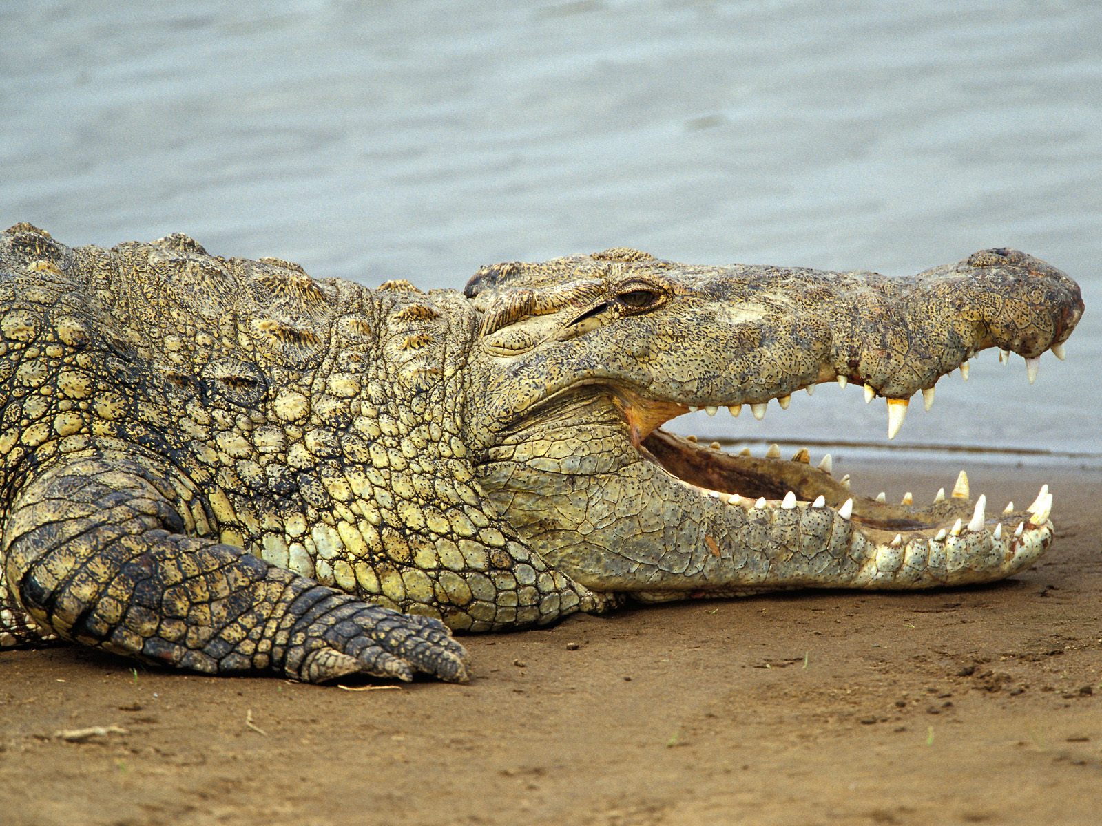 Krokodilas