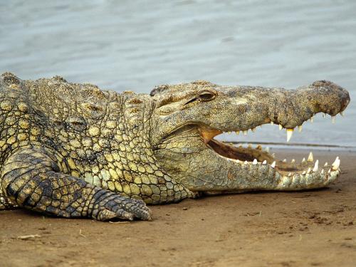 Krokodilas