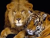 webshots_11017_t1.jpg