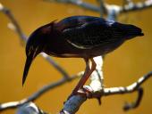 webshots_13010_t1.jpg