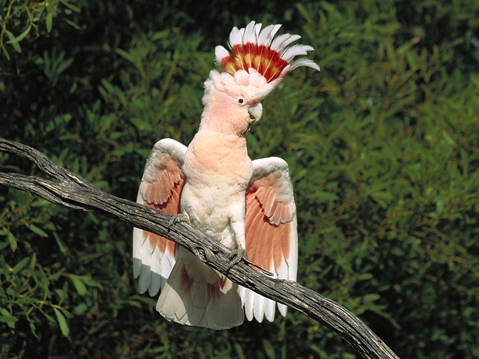 Papūga