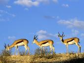 webshots_36009_t1.jpg