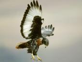 webshots_36020_t1.jpg