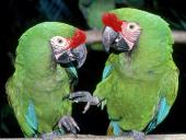 webshots_37011_t1.jpg