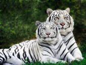 webshots_3_003_t1.jpg