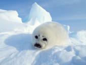 webshots_4_009_t1.jpg