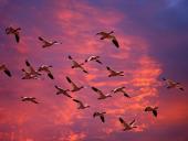 webshots_59003_t1.jpg