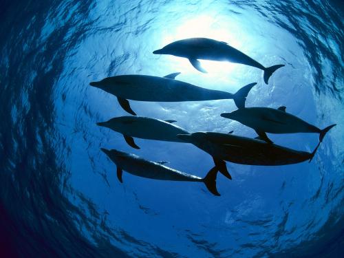 Delfinai