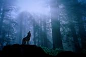 wolves004_t1.jpg